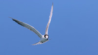 Common Tern. Arashi Beach, Aruba, November 2015