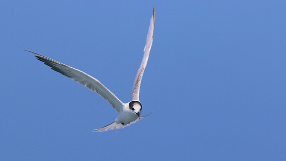 Common Tern. Arashi Beach, Aruba, November 2015