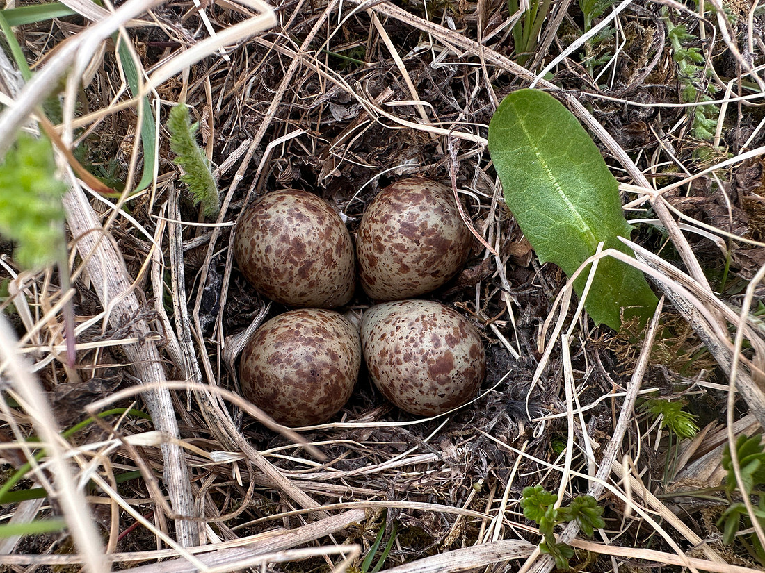 Temmincks Stint, Sandfjordneset, Norway June 2025