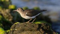 Spotted Sandpiper
