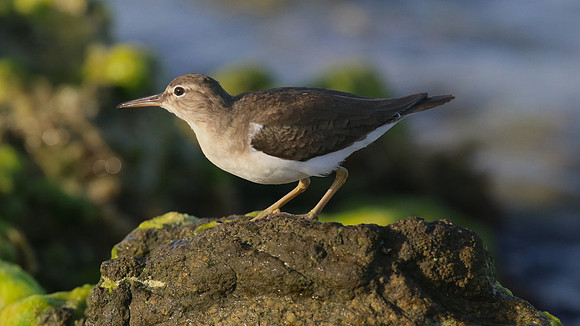 Spotted Sandpiper, Arashi Beach, Aruba, November 2015