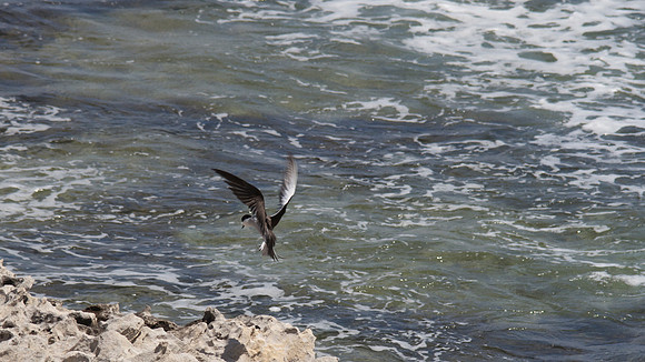 Bridled Tern, Rottnest Island, November 2013