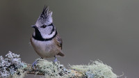 Crested Tit, Loch Garten, Feb 2016