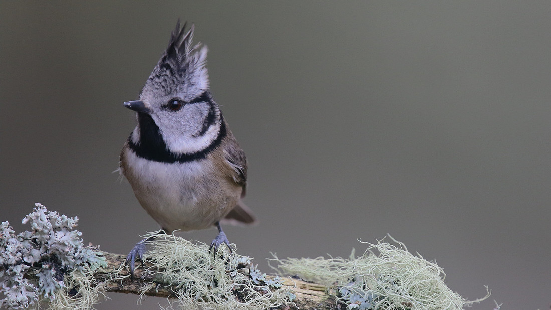 Crested Tit, Loch Garten, Feb 2016