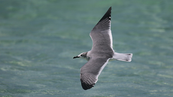 Laughing Gull, Arashi Beach, Aruba, November 2015
