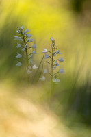 Sword-leaved Helleborine, Rodbrough Common, May 2024