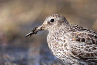 Purple Sandpiper, Batsjford, Norway, June 2023