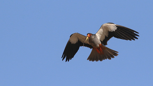 Amur Falcon, Anarita Park, Cyprus, May 2016