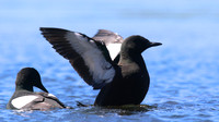Black Guillemot, Oban, June 2016