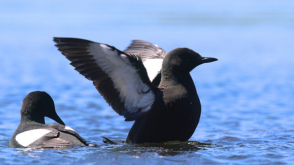 Black Guillemot, Oban, June 2016
