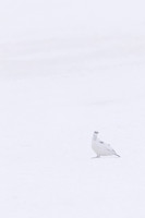 Ptarmigan, Cairngorms, February 2024