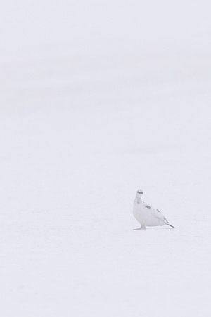 Ptarmigan, Cairngorms, February 2024
