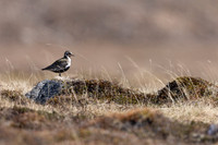 Northern, Golden Plover, Batsjford, Norway, June 2023