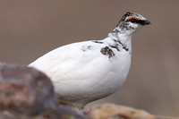 Ptarmigan, Batsjford, Norway, June 2023