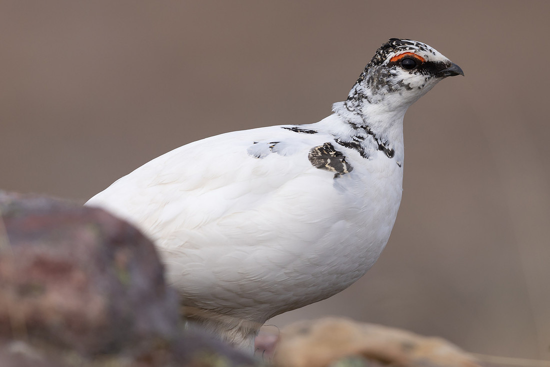 Ptarmigan, Batsjford, Norway, June 2023