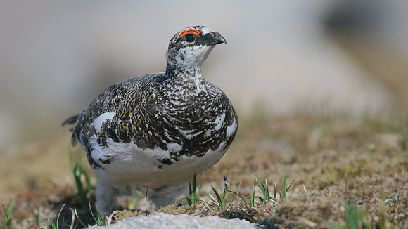 Ptarmigan, Cairngorms, June 2016