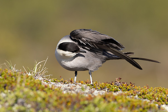 Long-tailed Skua, Mount Aliigas, Finland, June 2023