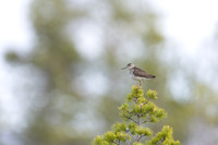 Wood Sandpiper, Svanvik, June 2023