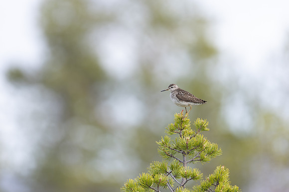 Wood Sandpiper, Svanvik, June 2023