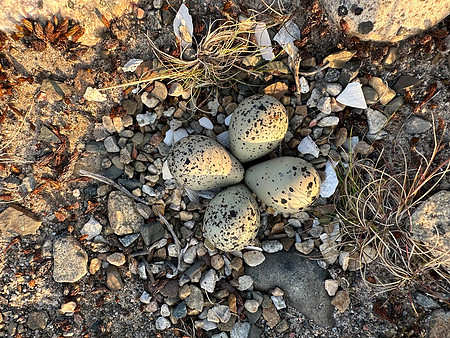 Tundra Ringed Plover, Båtsfjord, Norway, June 2023.
