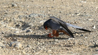 Amur Falcon, Anarita Park, May 2016