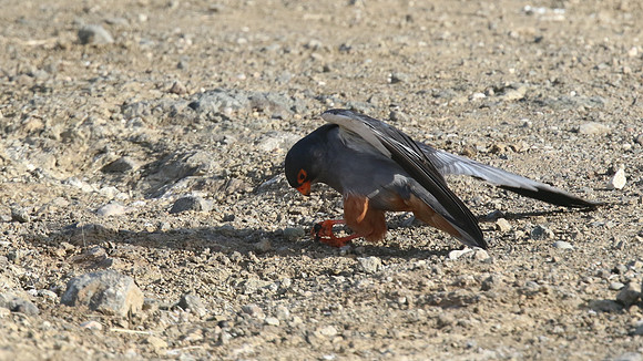 Amur Falcon, Anarita Park, May 2016