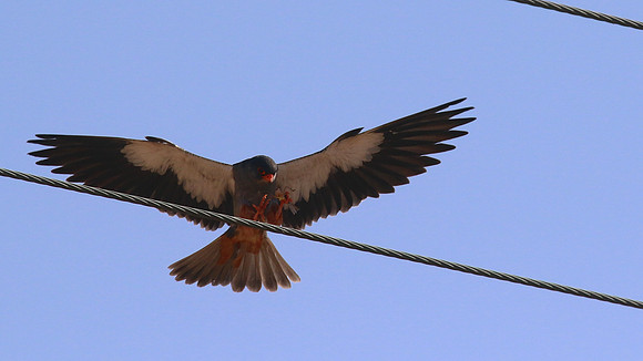 Amur Falcon, Anarita Park, May 2016