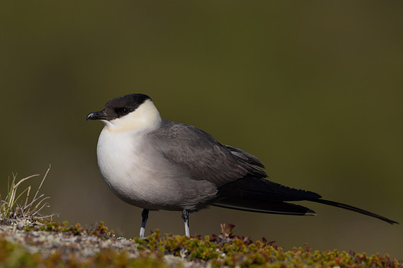 Long-tailed Skua, Mount Aliigas, Finland, June 2023