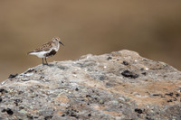 Dunlin, Raufarhofn, Iceland, June 2022