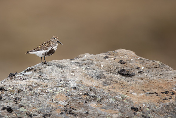 Dunlin, Raufarhofn, Iceland, June 2022