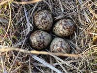 Temmincks Stint, Skallelv Neset, Norway, June 2023 (set 2)