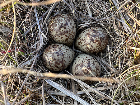 Temmincks Stint, Skallelv Neset, Norway, June 2023 (set 2)