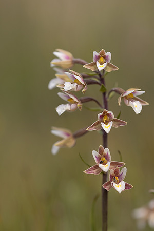 Marsh Helleborine, Kenfig, June 2024