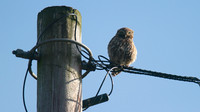 Little Owl, Tockington 2014