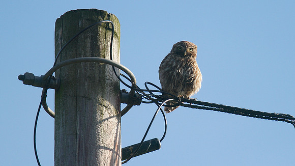 Little Owl, Tockington 2014