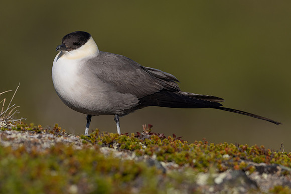 Long-tailed Skua, Mount Aliigas, Finland, June 2023