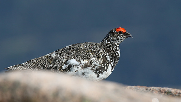 Ptarmigan, Cairngorms, June 2016