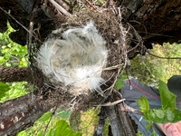 Redpoll, Sevettijarvi, Finland, June 2023