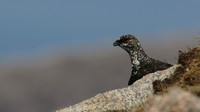 Ptarmigan, Cairngorm, June 2016
