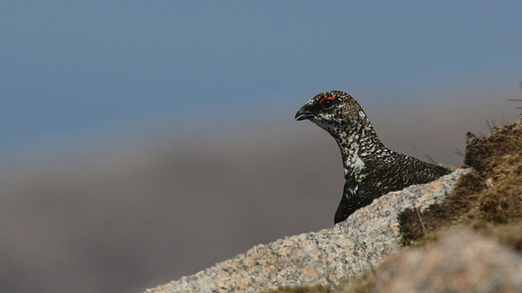 Ptarmigan, Cairngorm, June 2016