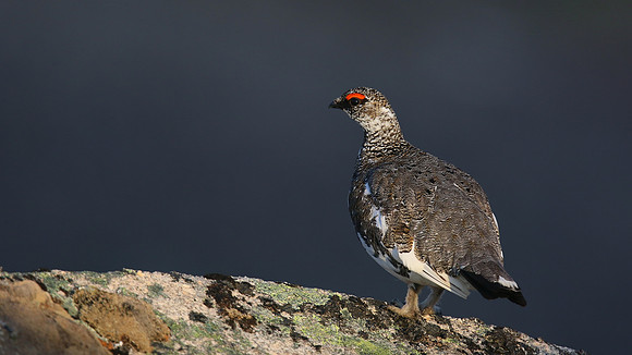 Ptarmigan, Cairngorm, June 2016