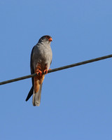Amur Falcon, Anarita Park, May 2016