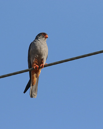 Amur Falcon, Anarita Park, May 2016
