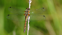 Black Darter, RSPB Arne, July 2016.