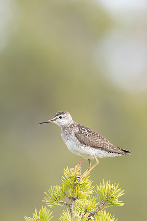 Wood Sandpiper, Svanvik, June 2023
