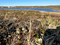 Northern Golden Plover, Batsjford,​ Norway, June 2023.