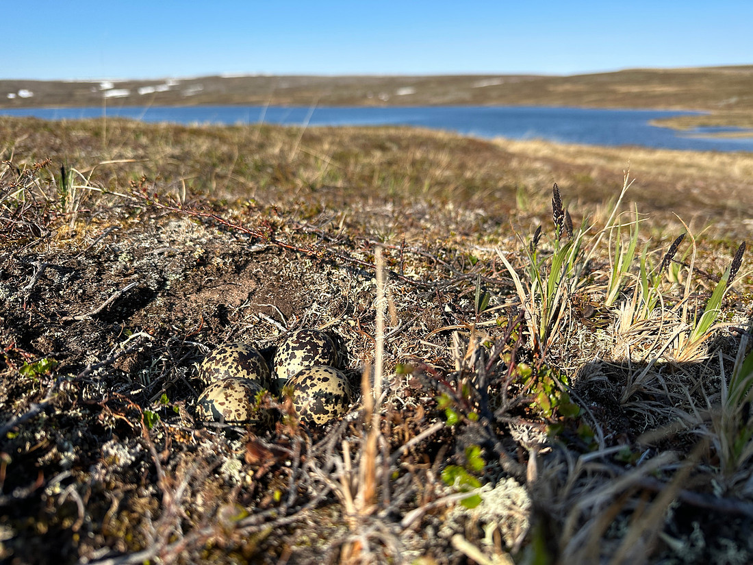 Northern Golden Plover, Batsjford, Norway, June 2023.