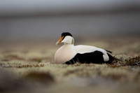 Eider Duck, Raufarhofn, Iceland, June 2022