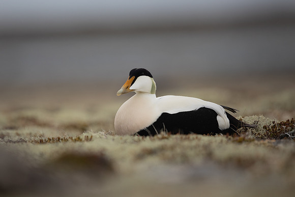 Eider Duck, Raufarhofn, Iceland, June 2022