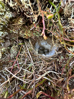 Lapland Bunting, Båtsfjord, Norway, June 2023